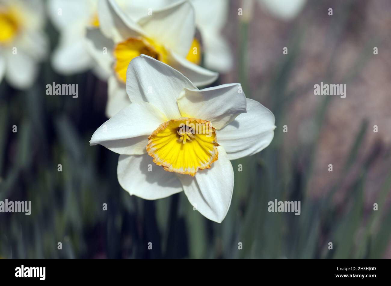 Incomparable; Narcissus; Narcissus x incomparabilis; Stock Photo