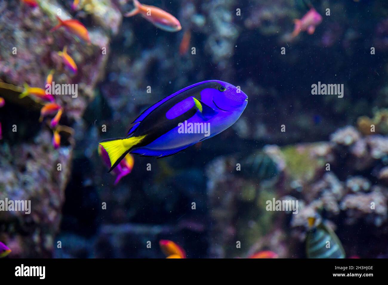Aquarium tropical fish on a coral reef Stock Photo - Alamy