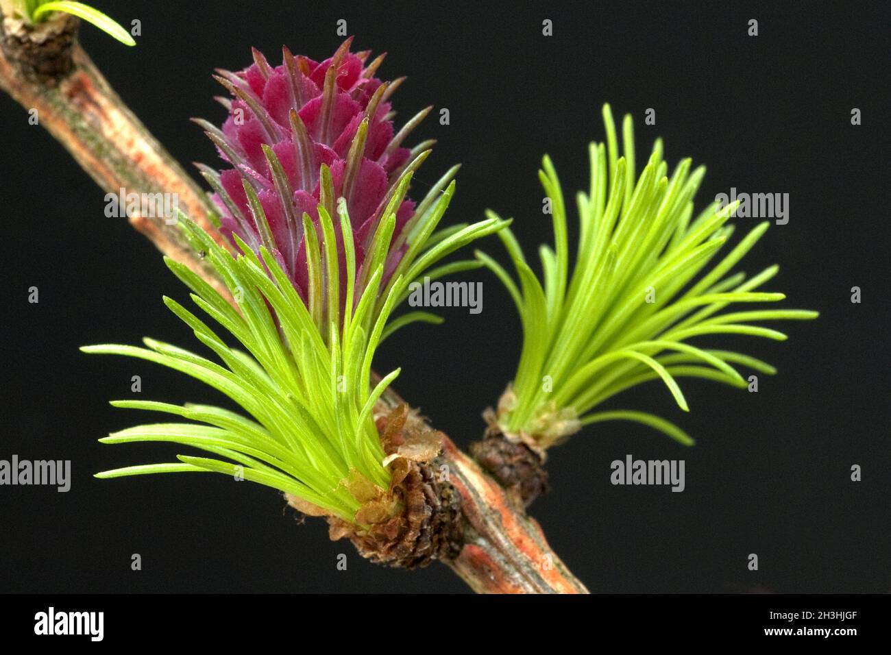 Laerchenbluete; weibliche; Laerche; Larix decidua; Stock Photo