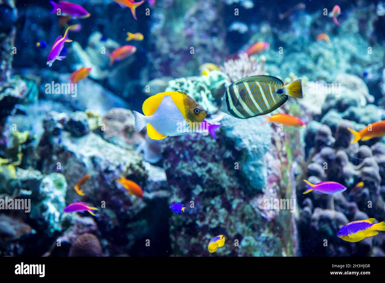 Aquarium tropical fish on a coral reef Stock Photo - Alamy