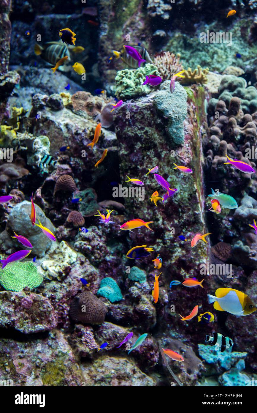 Aquarium tropical fish on a coral reef Stock Photo - Alamy
