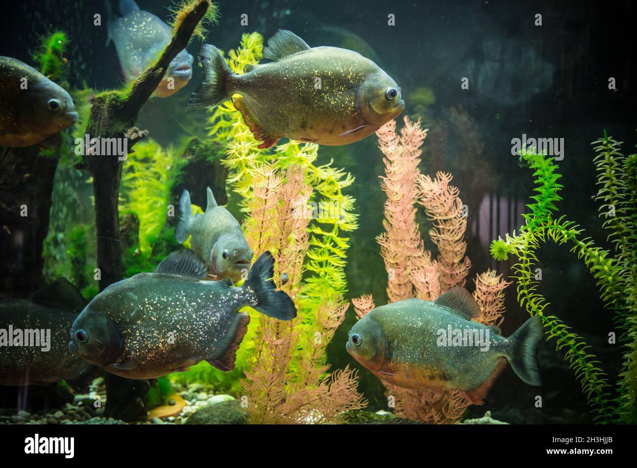 Shoal of tropical piranha fishes in freshwater aquarium Stock Photo