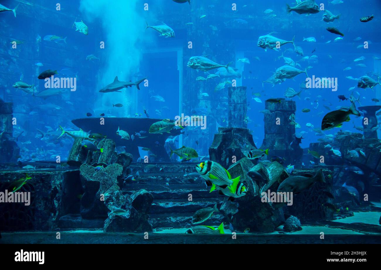 Stingray fish. Aquarium tropical fish on a coral reef Stock Photo