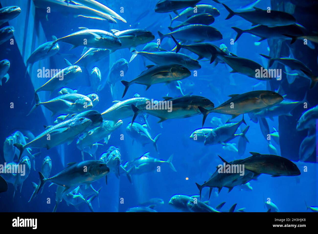 Aquarium tropical fish on a coral reef Stock Photo - Alamy