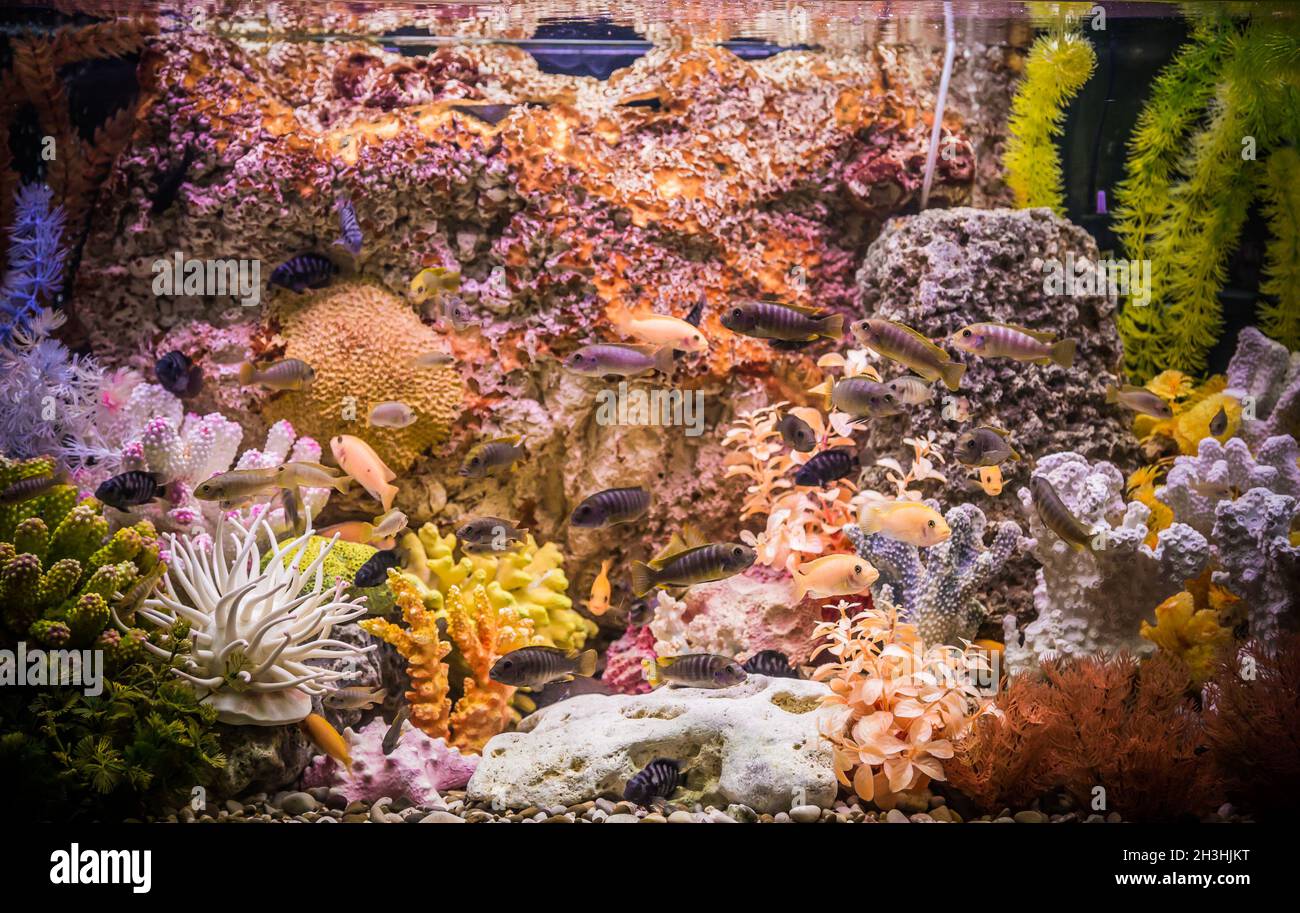 Ttropical freshwater aquarium with fishes Stock Photo
