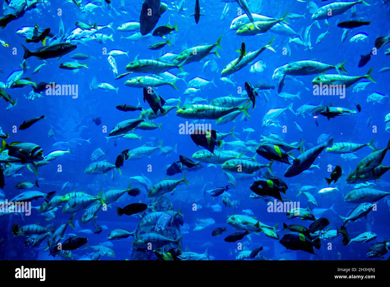 Aquarium tropical fish on a coral reef Stock Photo - Alamy