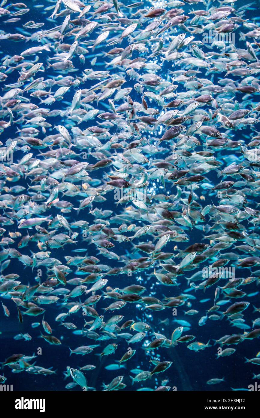 Aquarium tropical fish on a coral reef Stock Photo - Alamy
