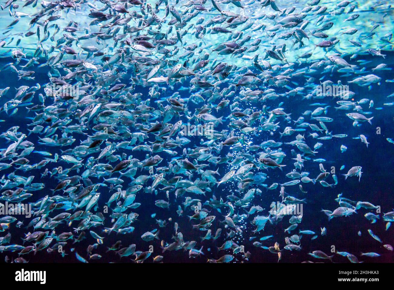 Tropical reef fish polynesia hires stock photography and images Alamy