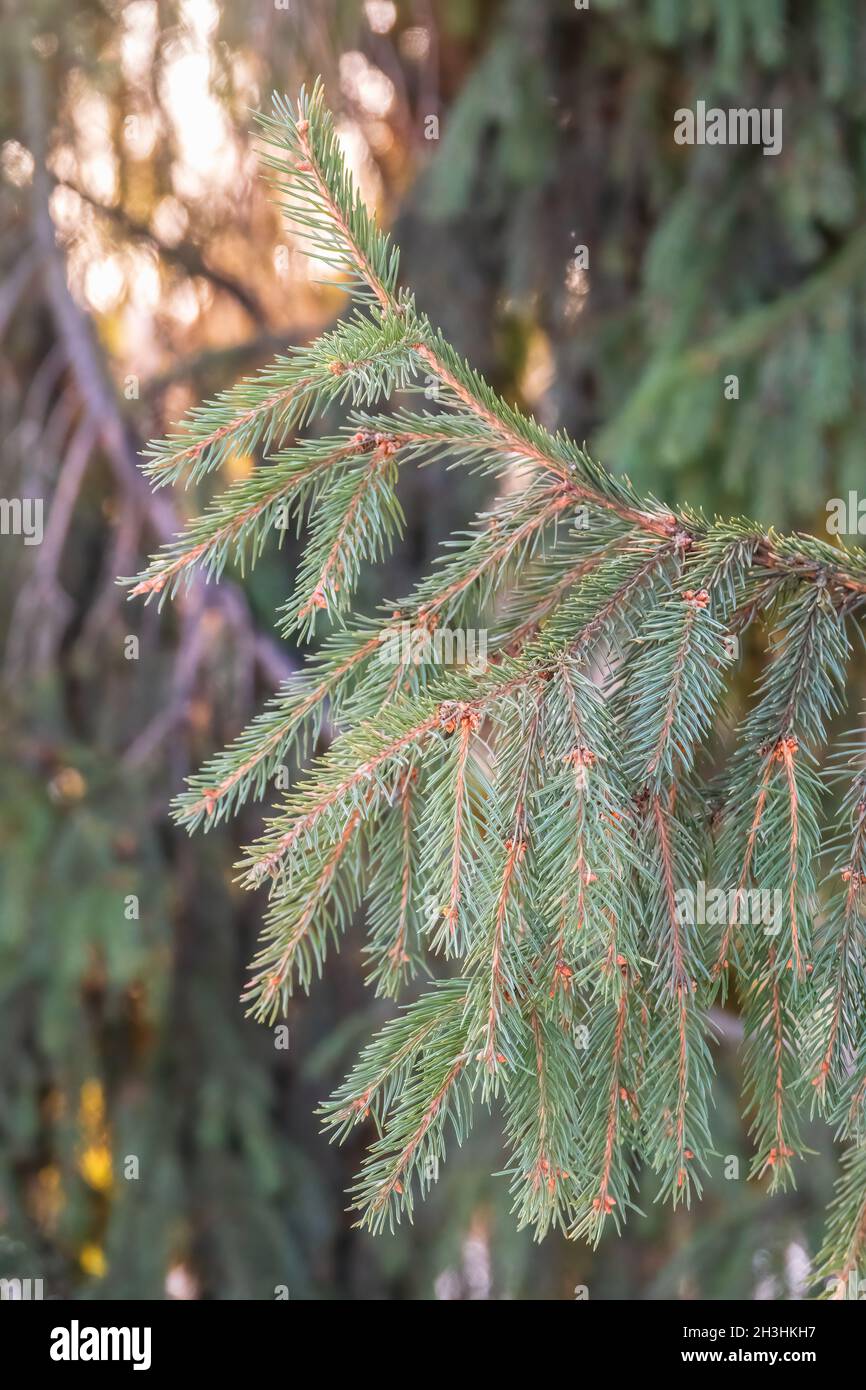 Green fir branches in winter at sunset. Branches of fir tree as ...