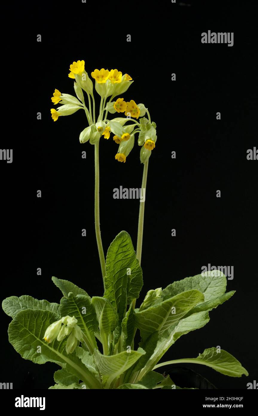 Primrose plants roots hi-res stock photography and images - Alamy