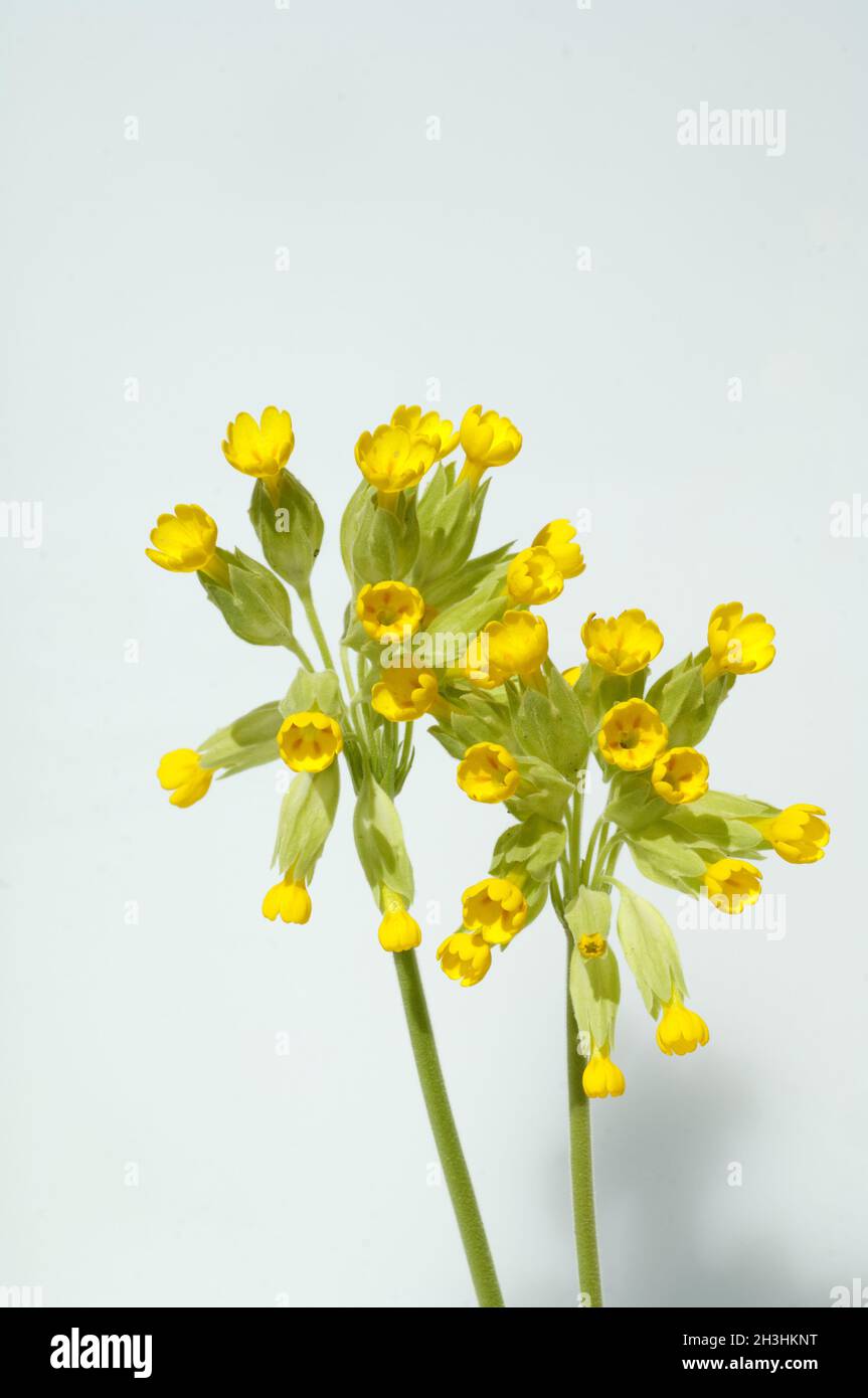 Primula veris; Stock Photo