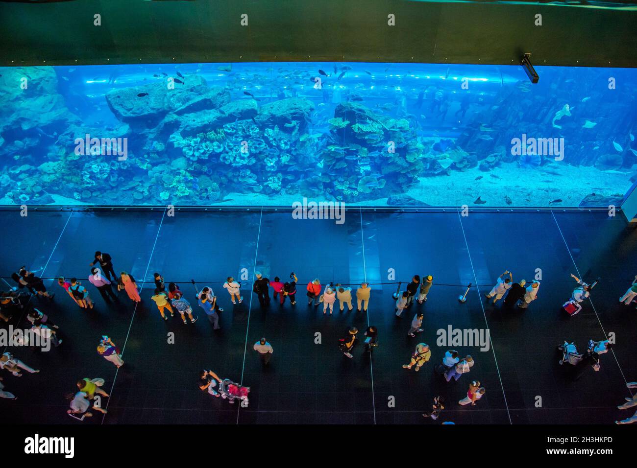 Largest aquarium of the world in Dubai Mall Stock Photo