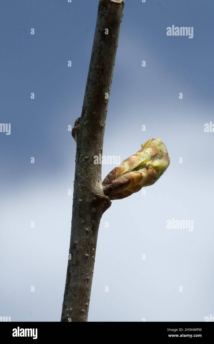 English oak quercus robur buds hi-res stock photography and images - Alamy