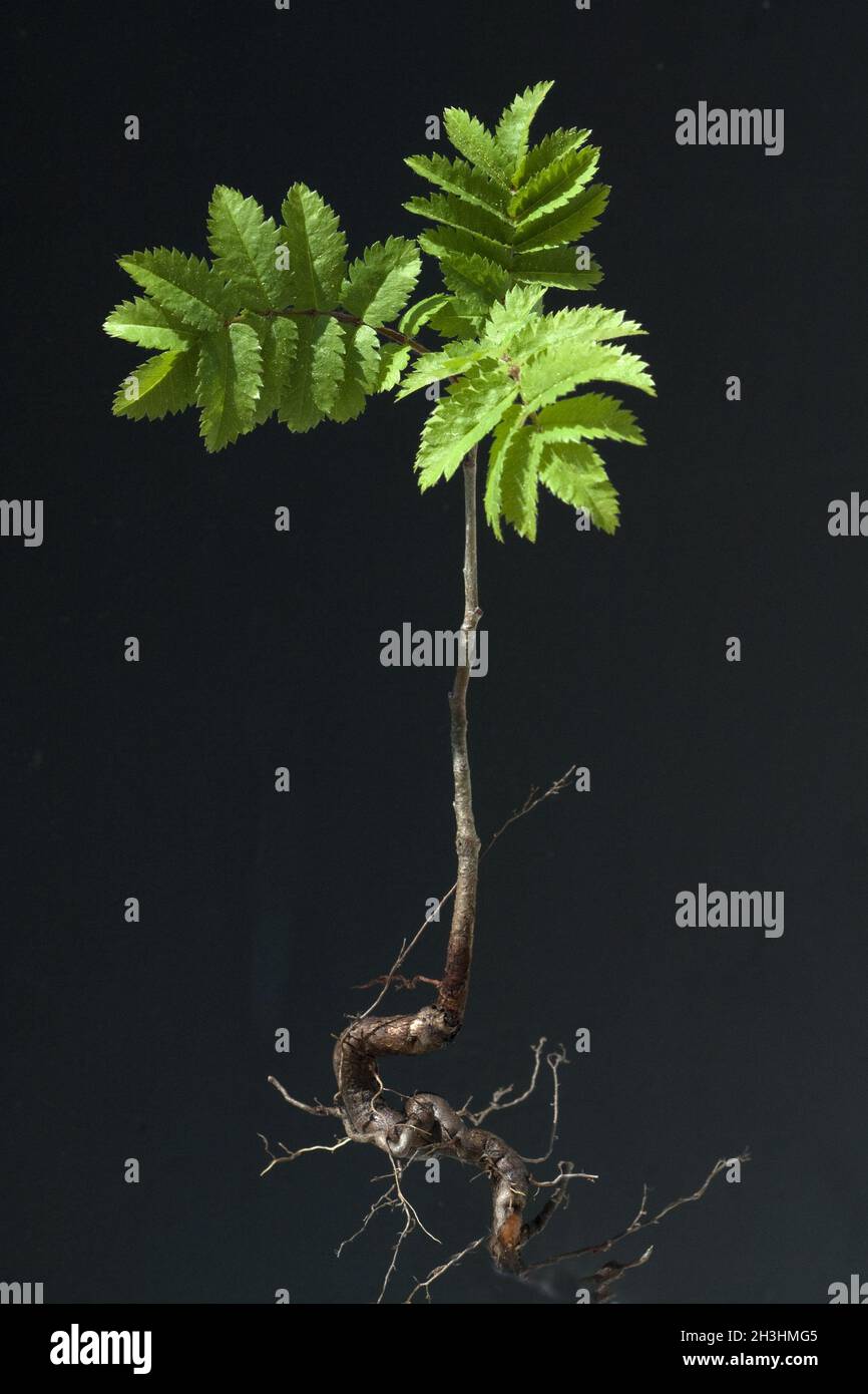Ash leaf, Ash leaf proessling Stock Photo