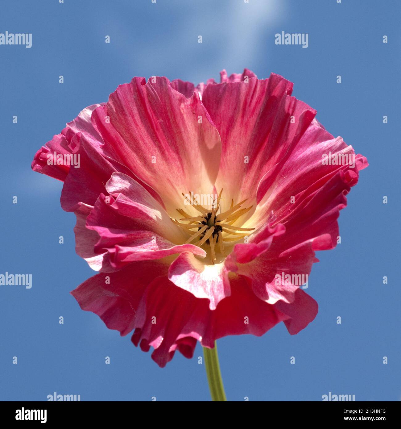 California; poppy; eschscholzia; californica Stock Photo Alamy