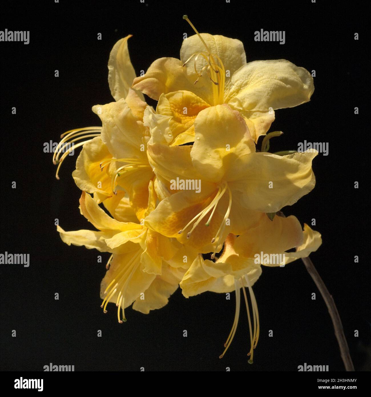 Azalea flowers; Azalea; Knaphill; Stock Photo