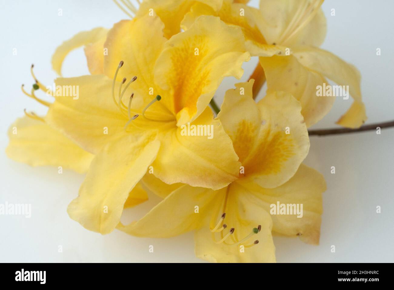 Azalea flowers; Azalea; Knaphill; Stock Photo