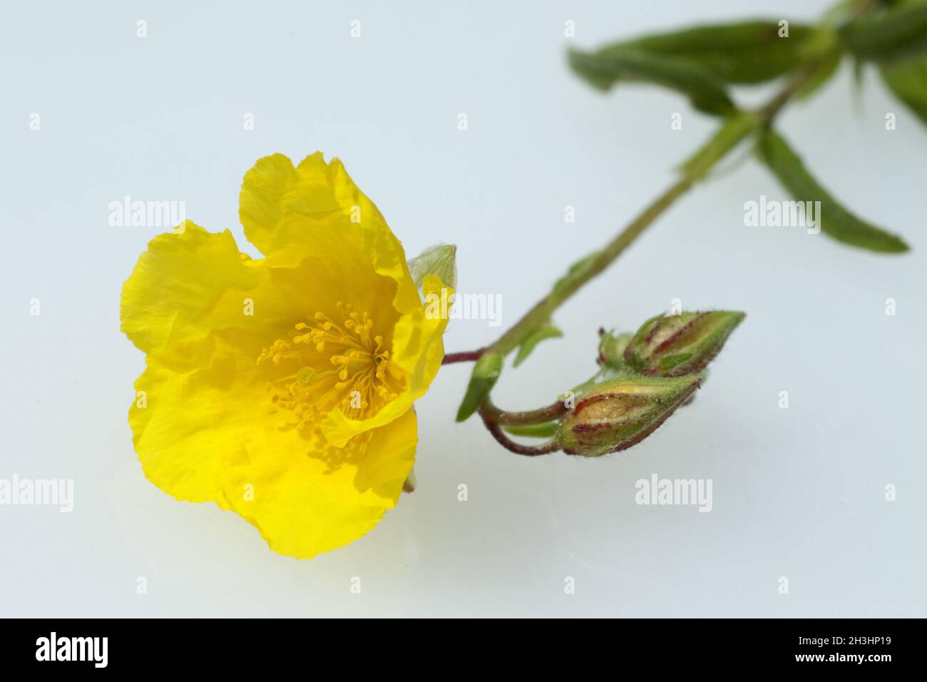 Sunflower; Helianthemum, nummularium; Stock Photo