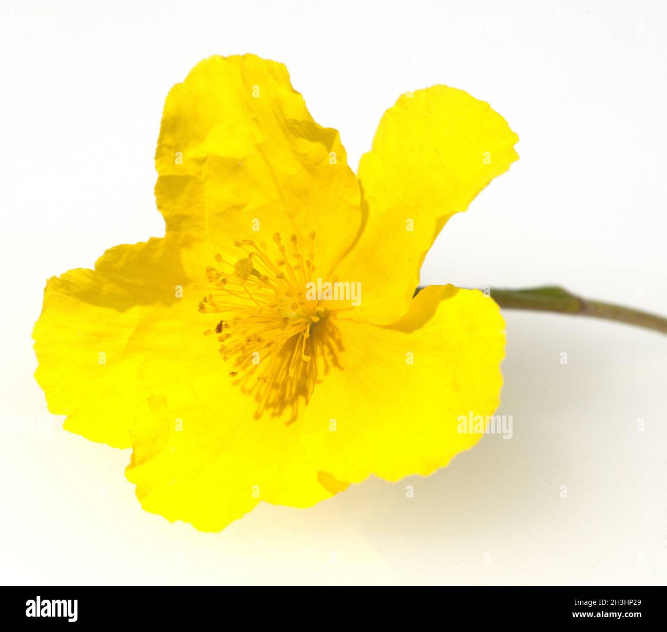 Sunflower; Helianthemum, nummularium; Stock Photo