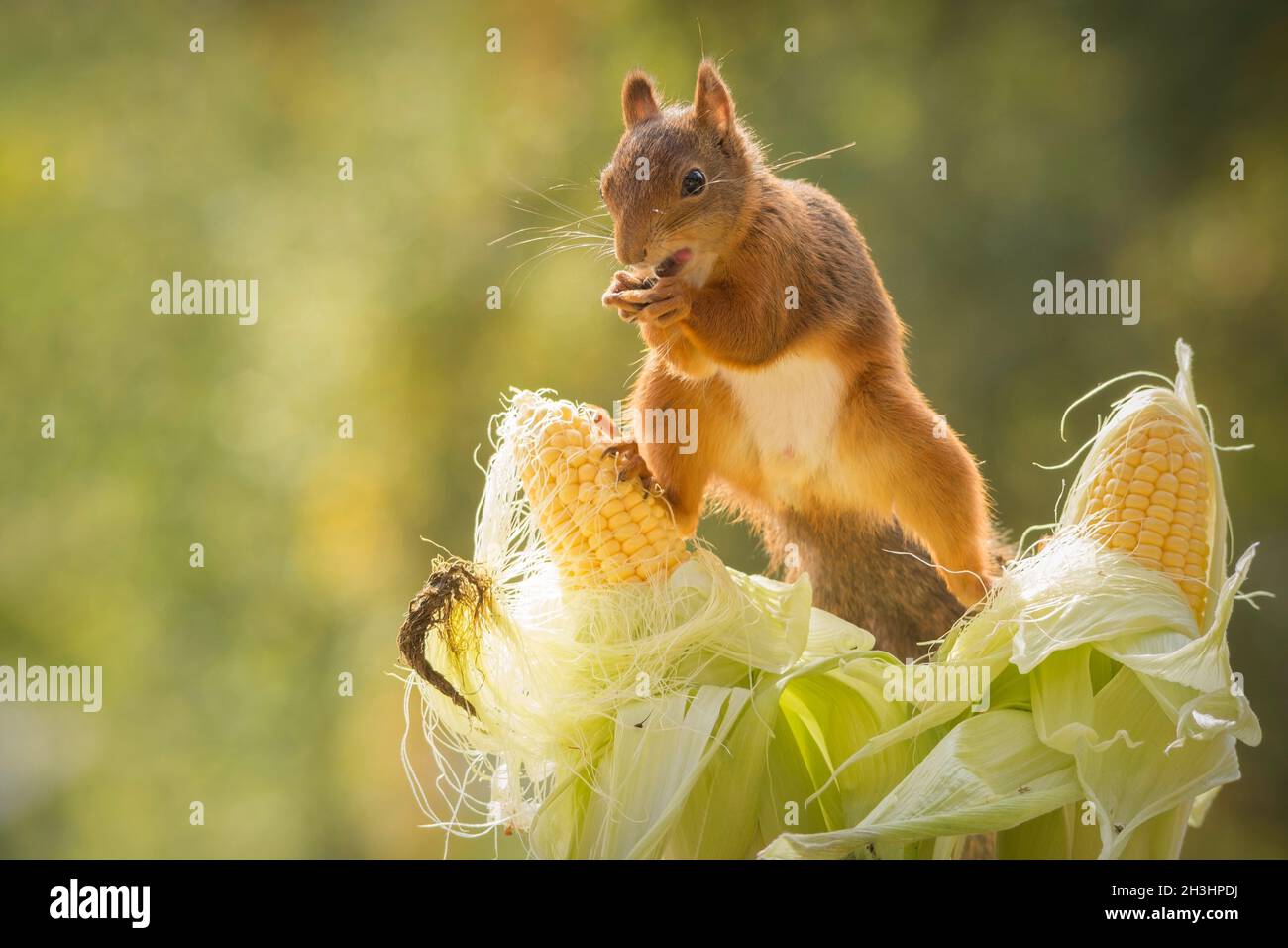 белочка с грибами. собран белочка 2. белка грызет орешки. белка в гайно. бони белка.