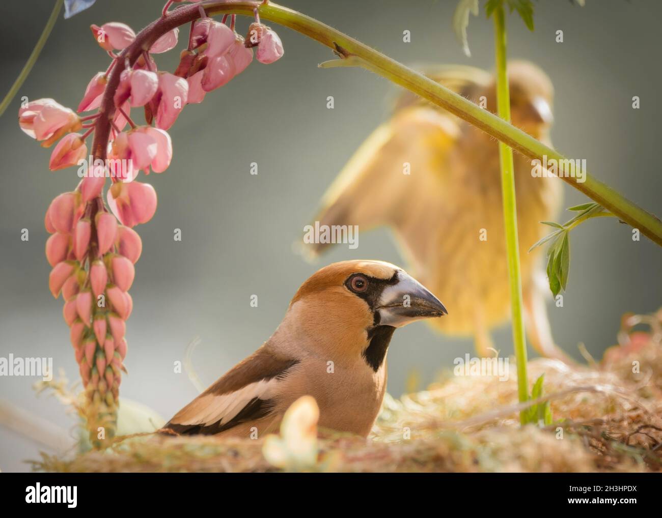 hawfinch standing on moss under lupine flower with finch flying in the back Stock Photo