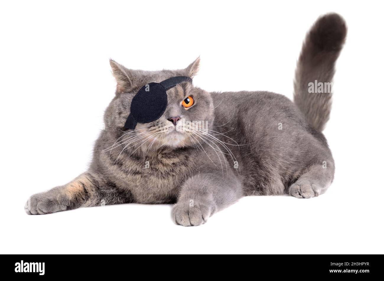 Cat dressing in pirate costume Stock Photo Alamy