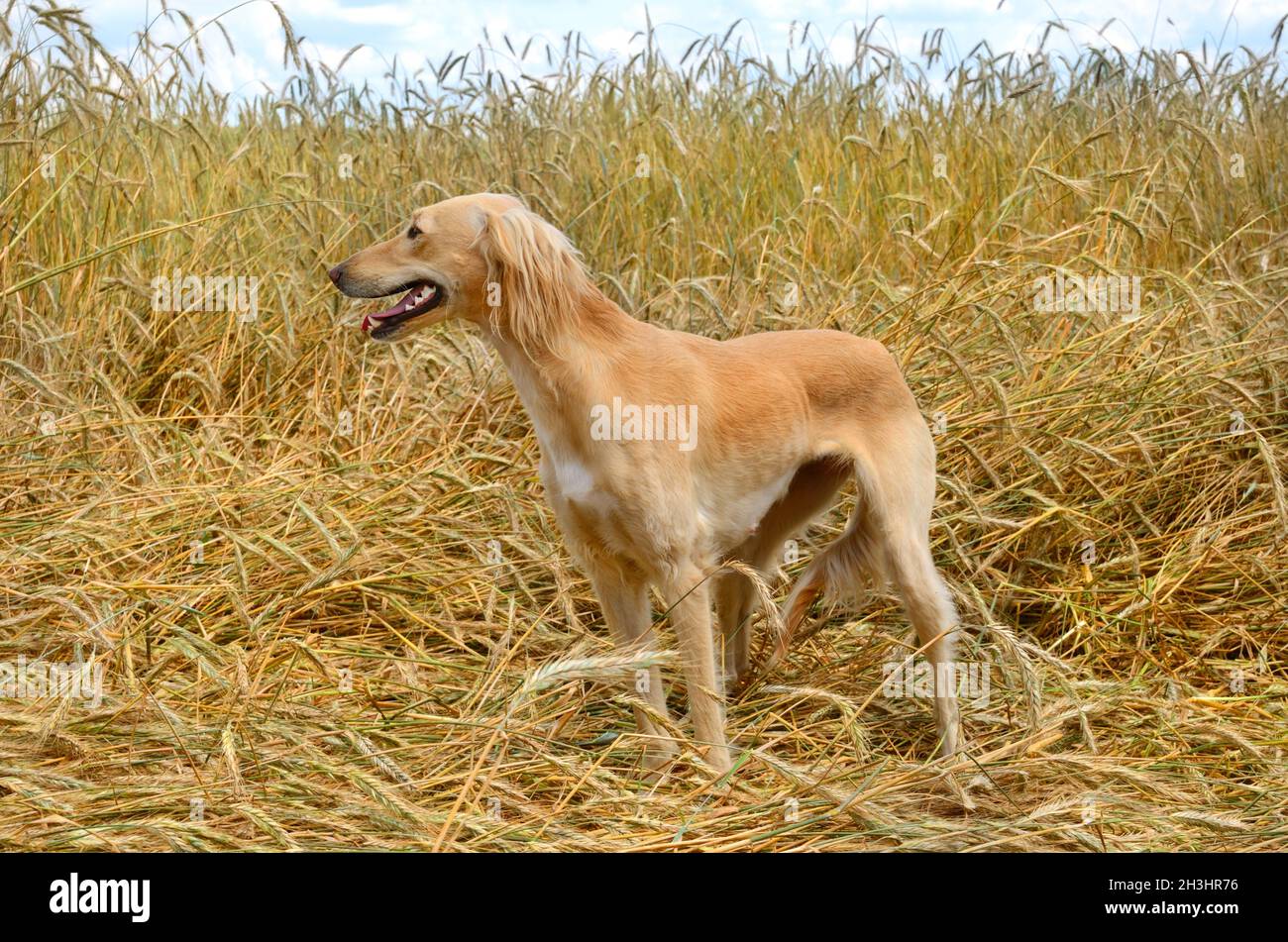 Kazakh greyhound Tazi Stock Photo