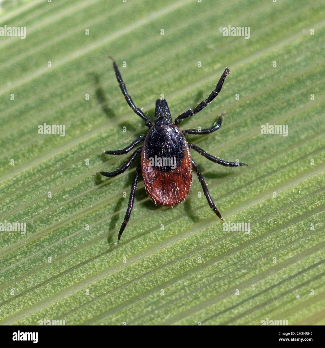 Zecke; Holzbock; Ixodes; ricinus Stock Photo - Alamy