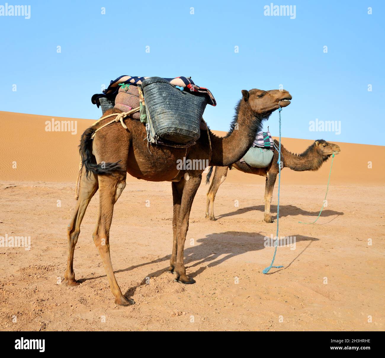 верблюды караван. двое на верблюде. катание на верблюдах. двое на верблюде. верблюд.