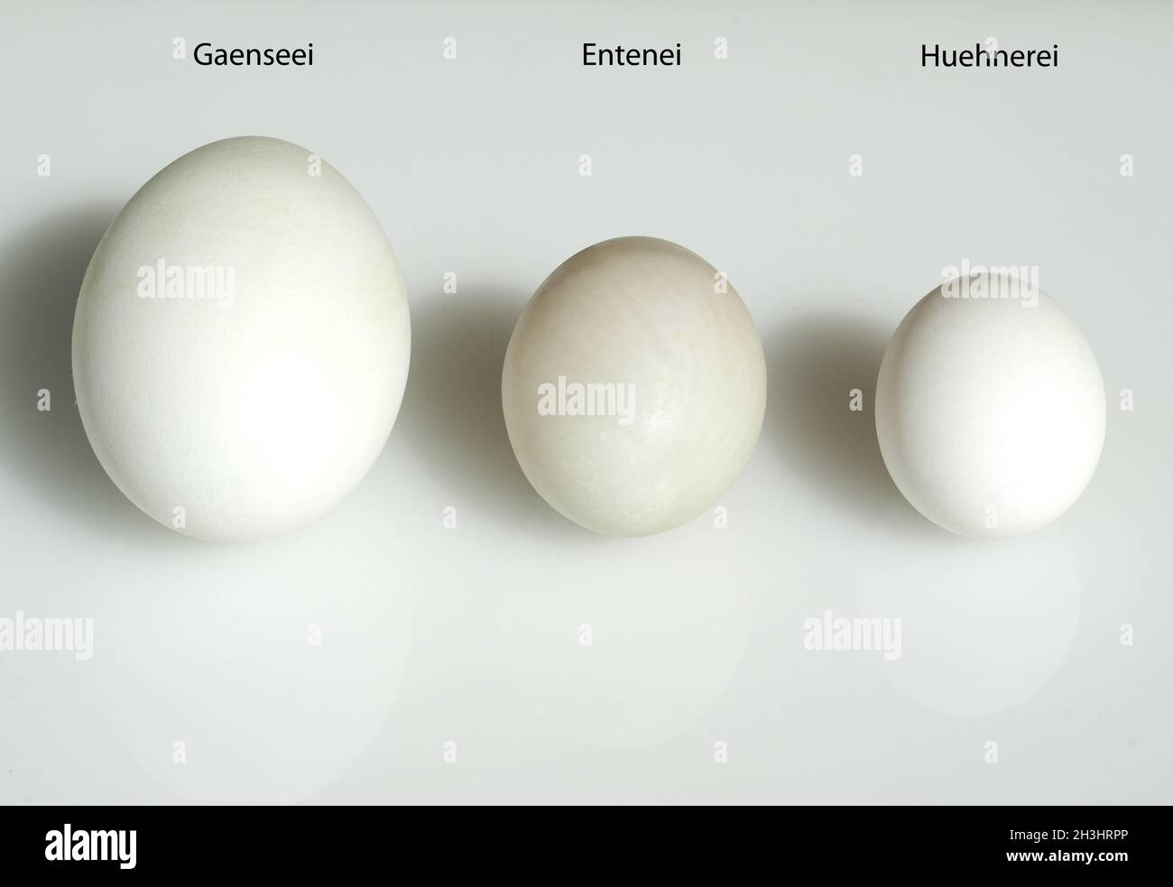 Egg comparison, comparison, size comparison Stock Photo Alamy