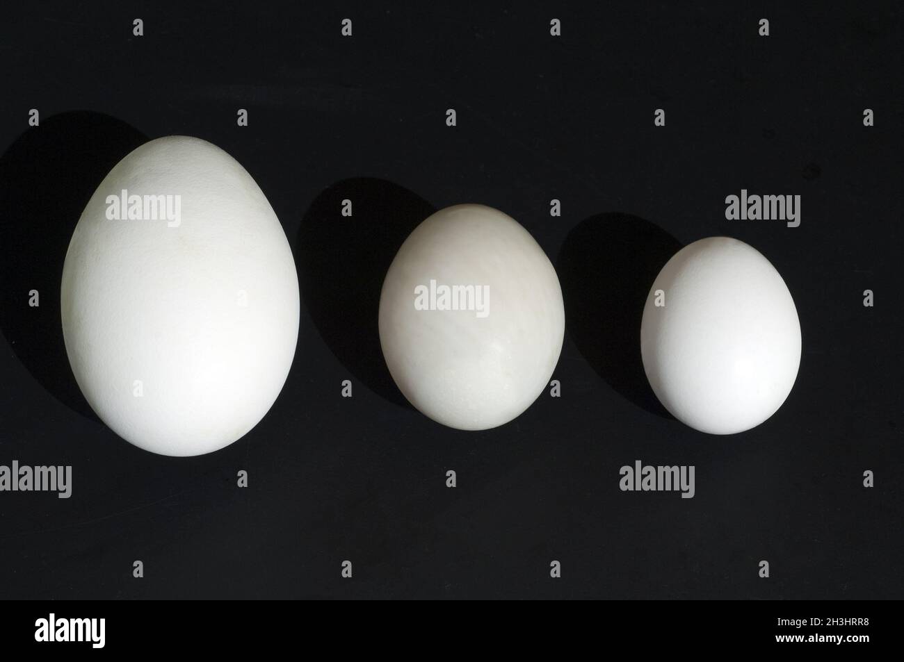 Egg comparison, comparison, size comparison Stock Photo Alamy