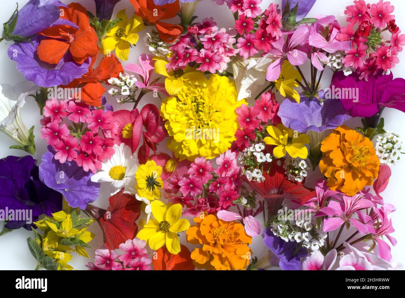 Various flowers hi-res stock photography and images - Alamy