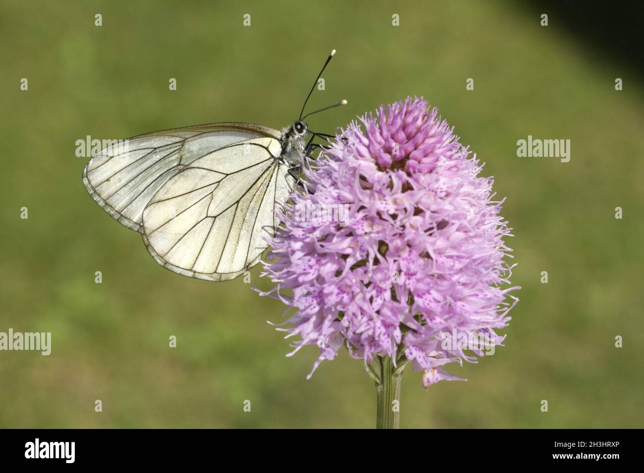 Whitring Tree Baumweissling, tree-whiting, Aporia, crataegi Stock Photo - Alamy