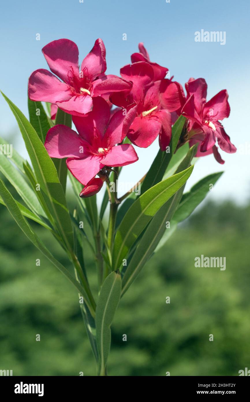 Oleander; Nerium; Oleander; Poisonous plant; Wild plants; Stock Photo