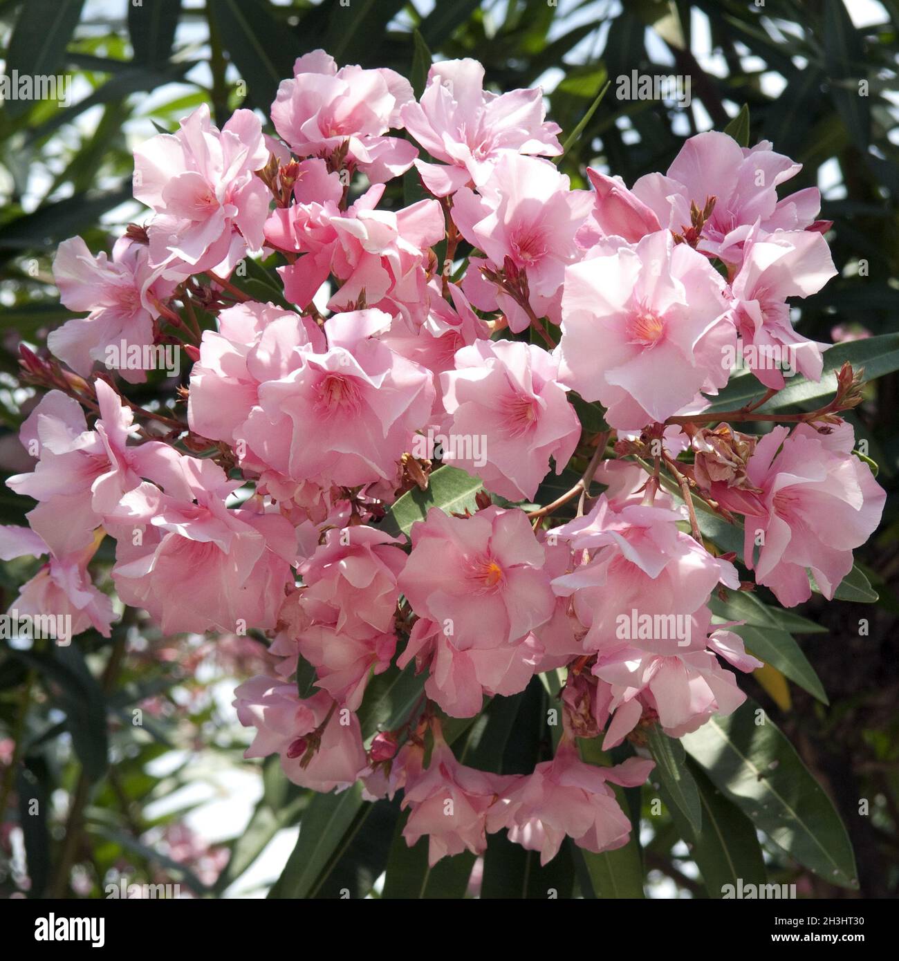 Oleander; Nerium; Oleander; Poisonous plant; Wild plants Stock Photo Alamy