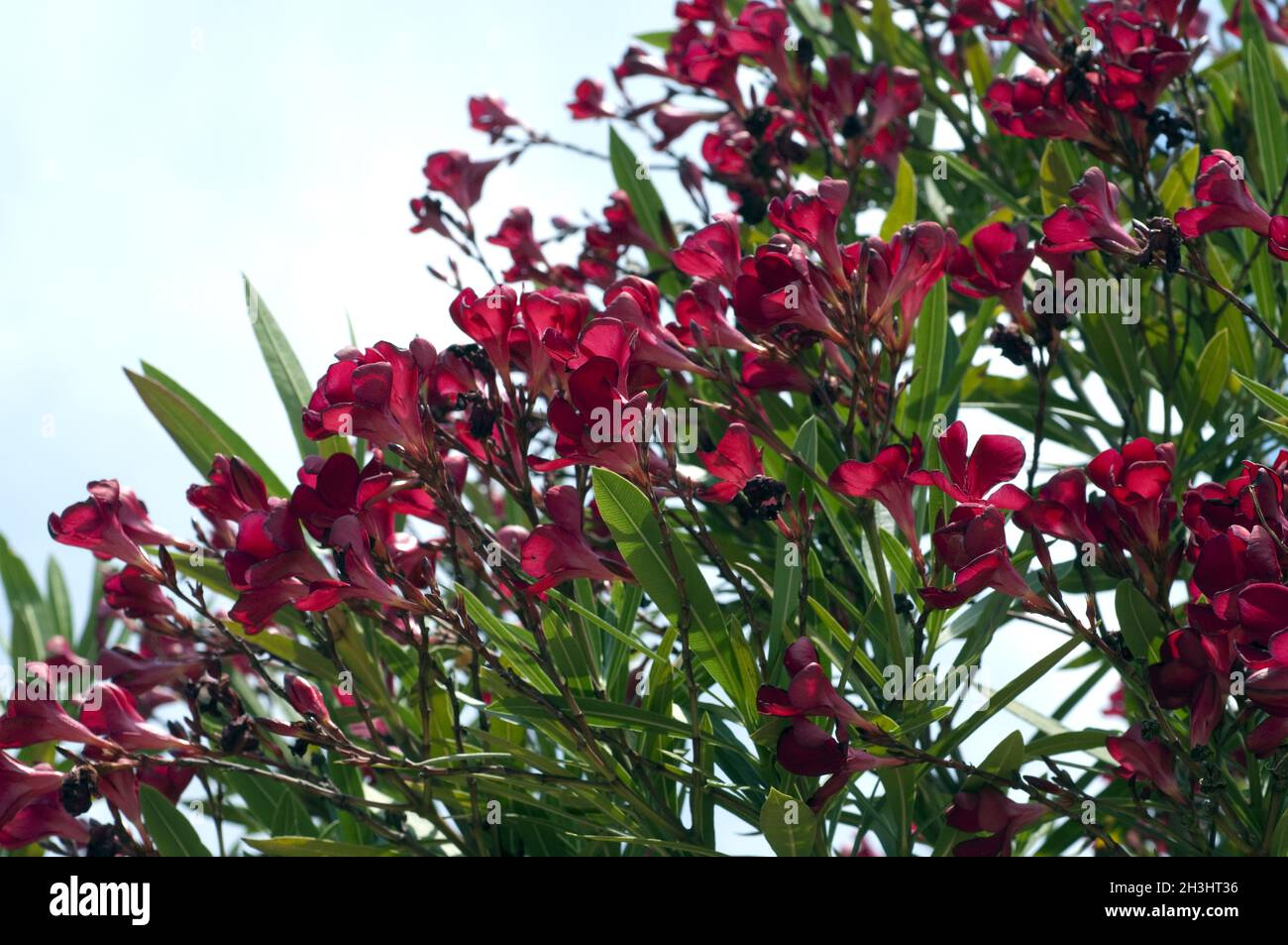Oleander; Nerium; Oleander; Poisonous plant; Wild plants Stock Photo Alamy