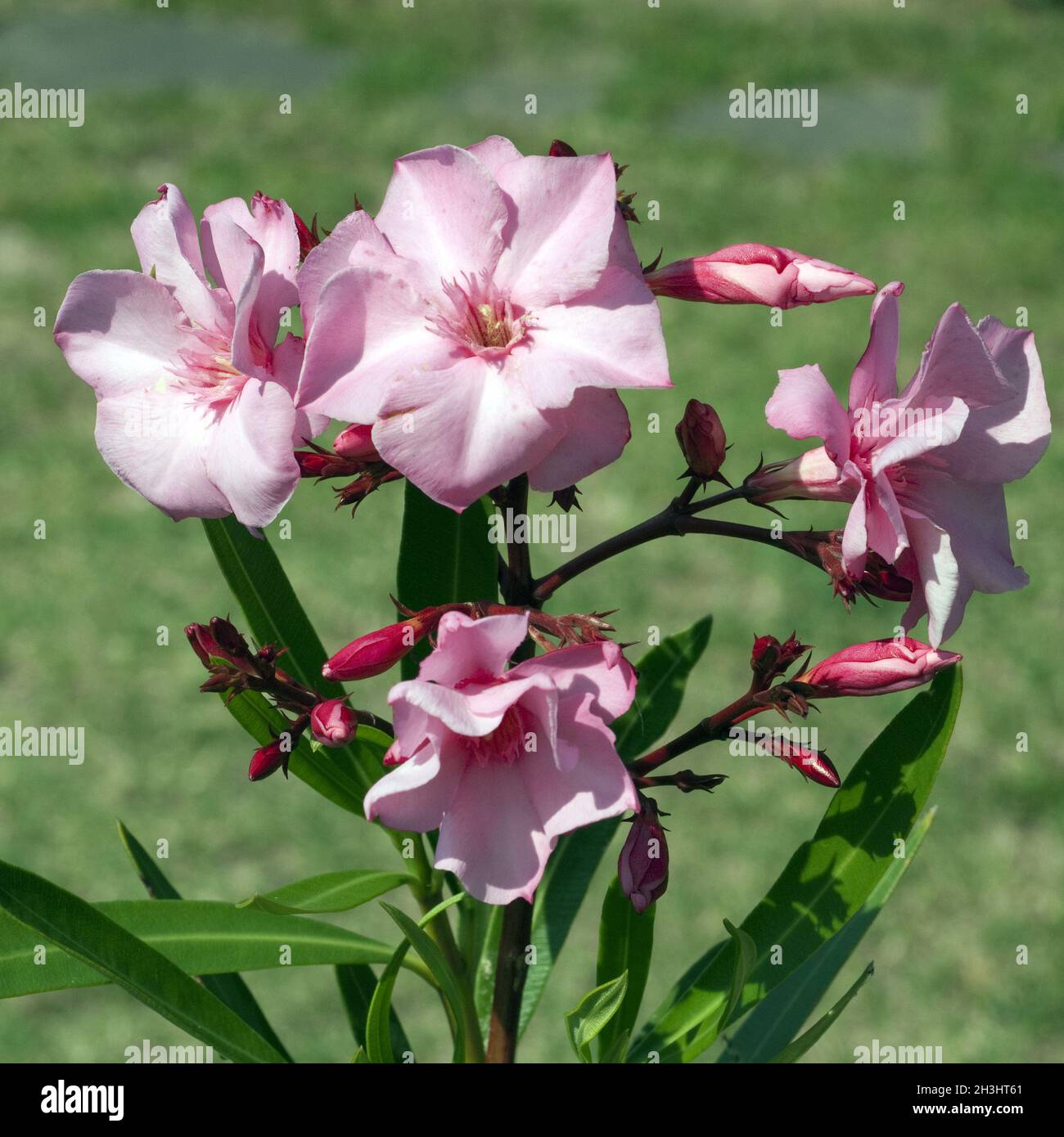 Oleander; Nerium; Oleander; Poisonous plant; Wild plants; Stock Photo