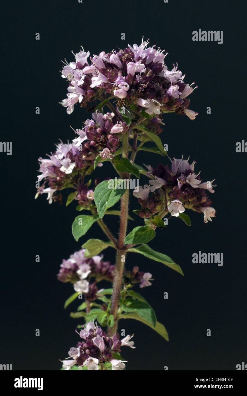 Dost; Origanum vulgare; Oreganum; Wilder; Majoran; Stock Photo