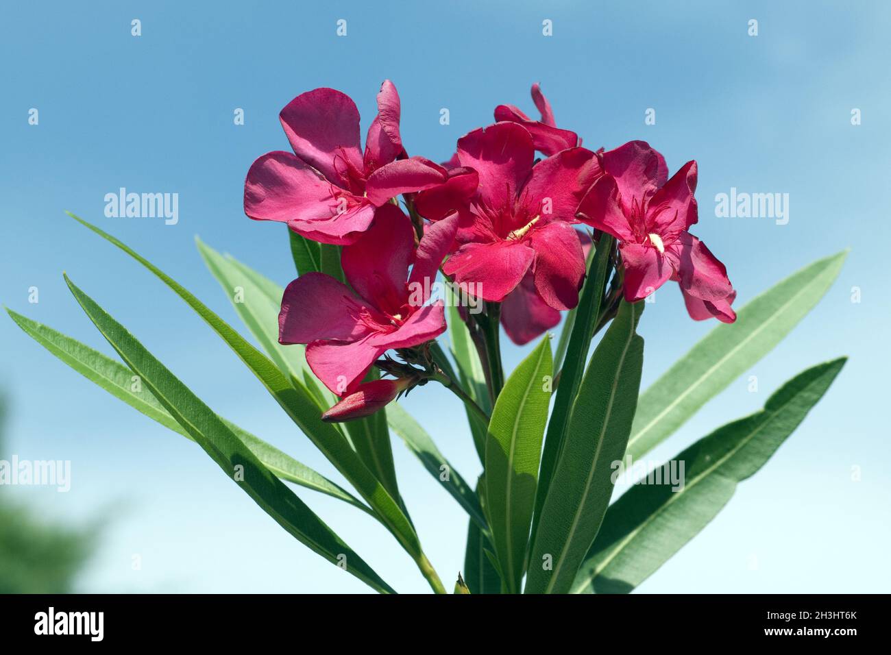 Oleander; Nerium; Oleander; Poisonous plant; Wild plants; Stock Photo