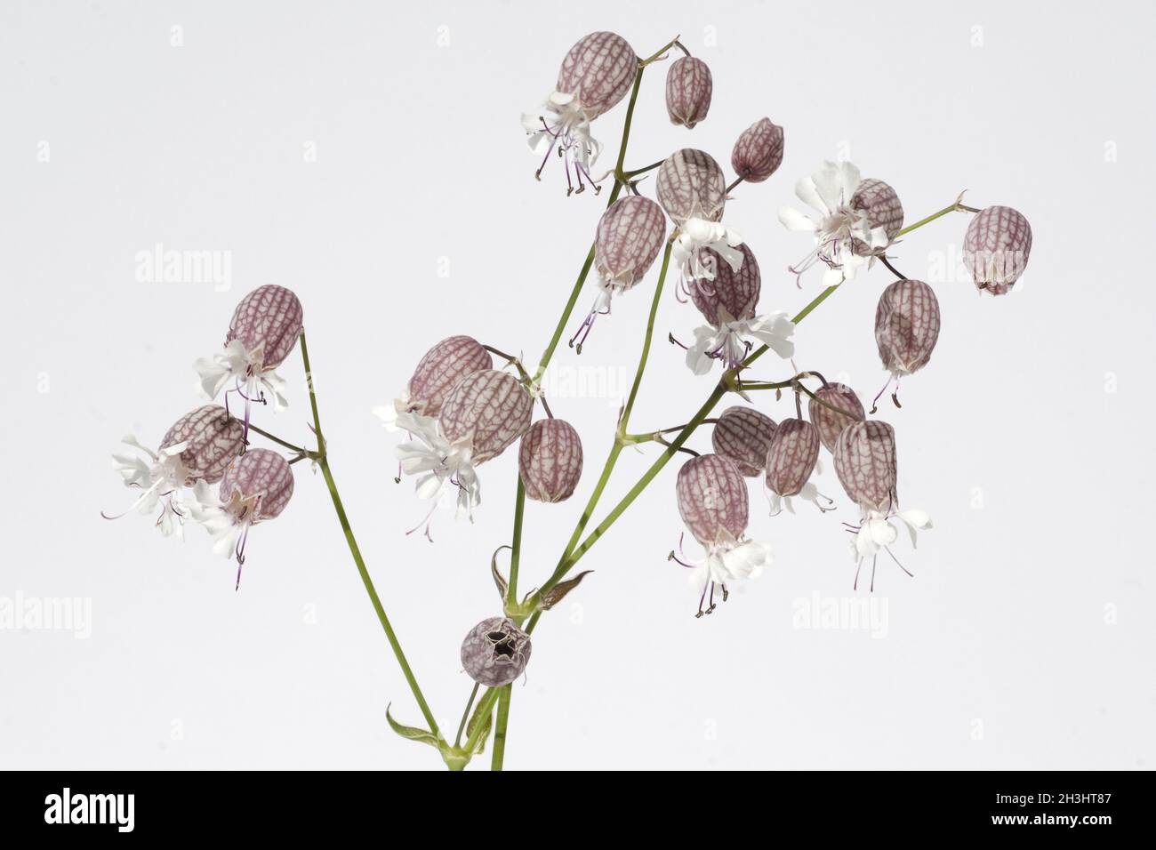 Nodding, glueweed, silene, nutans, Stock Photo