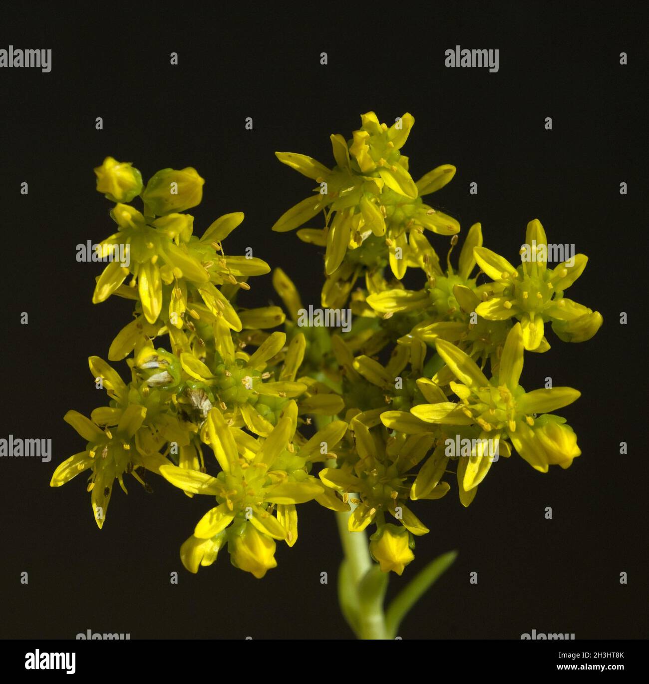 Tripmadam; Sedum reflexum; Ground cover; Wild herbs; Stock Photo
