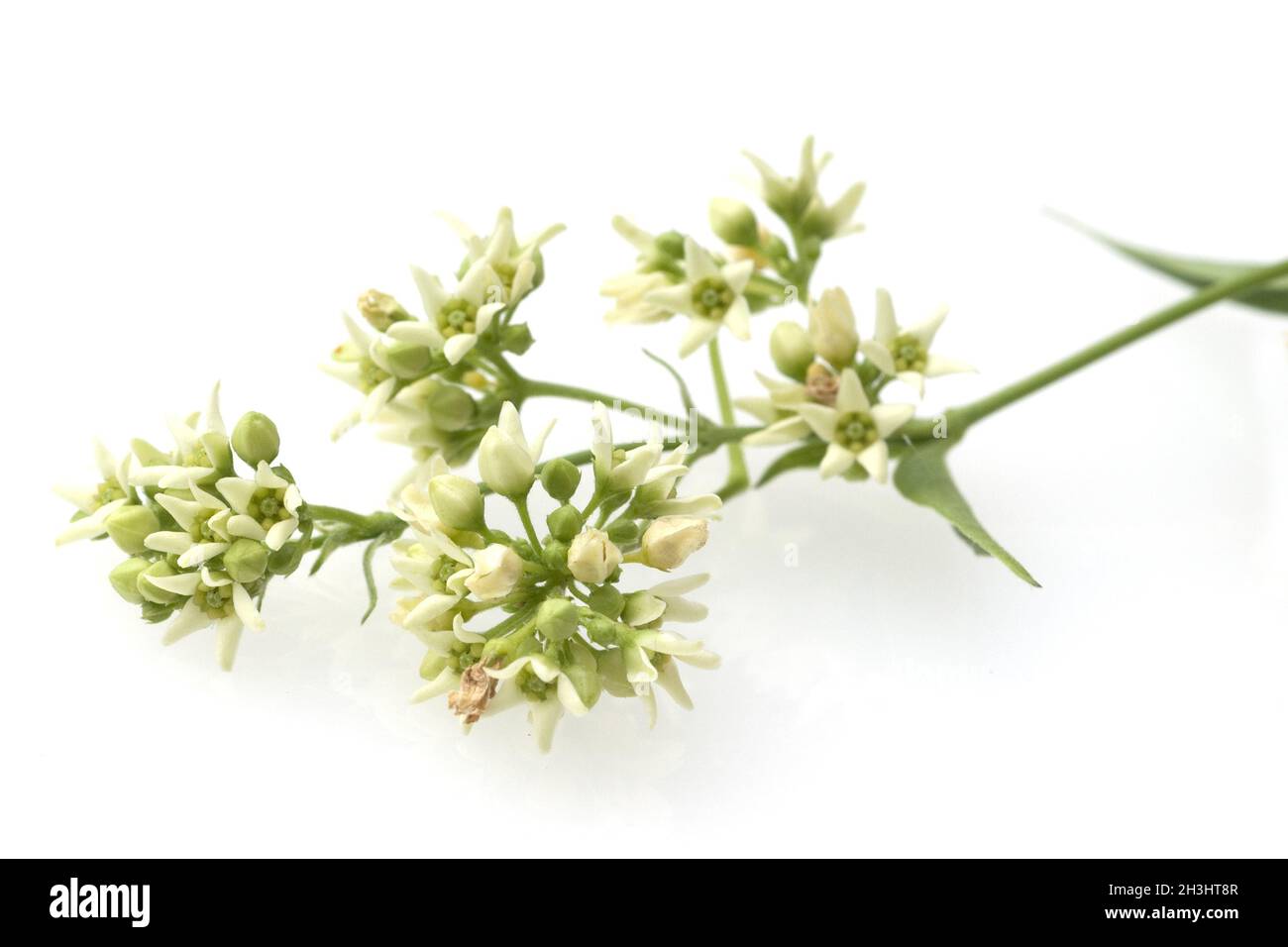 White, swallowwort; vincetoxicum; hirundinaria; Stock Photo