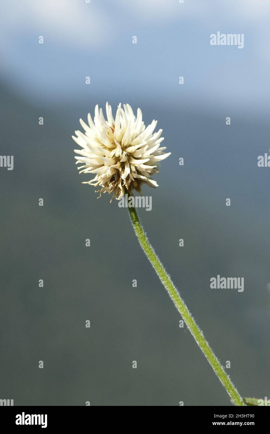 Mountain clover, Trifolium, montanum, Stock Photo