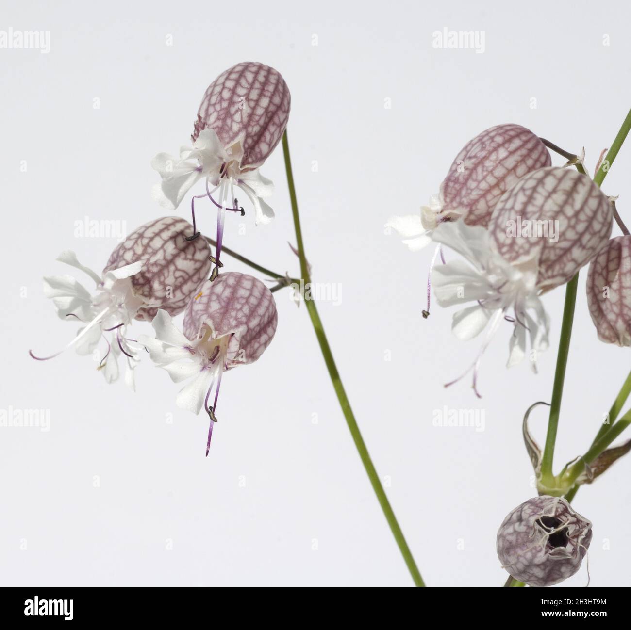 Nodding, glueweed, silene, nutans, Stock Photo