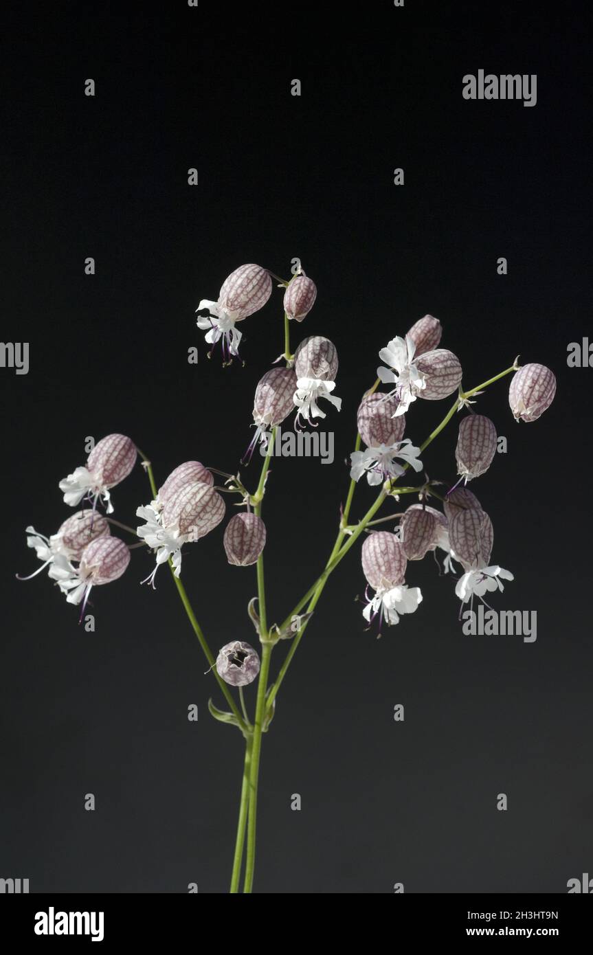 Nodding, glueweed, silene, nutans, Stock Photo