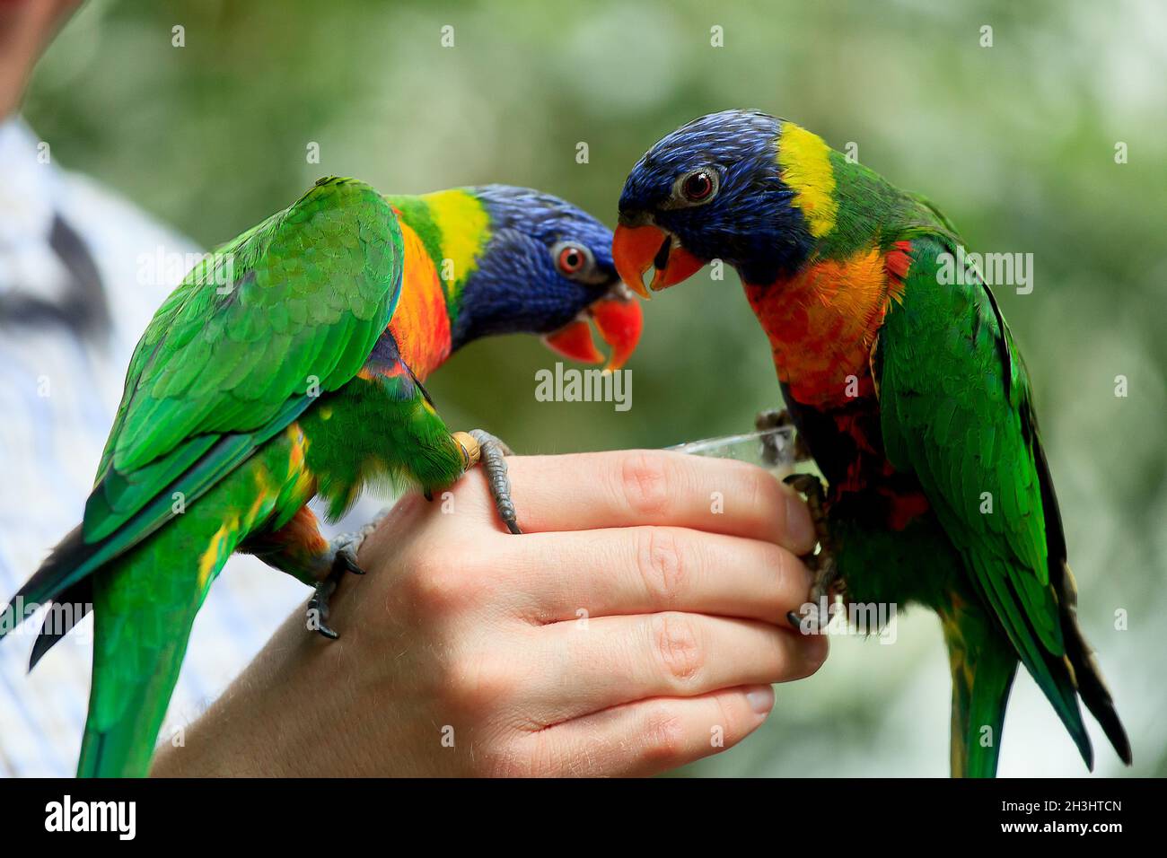 Rainbow Lorikeet Parrot Stock Photo Alamy