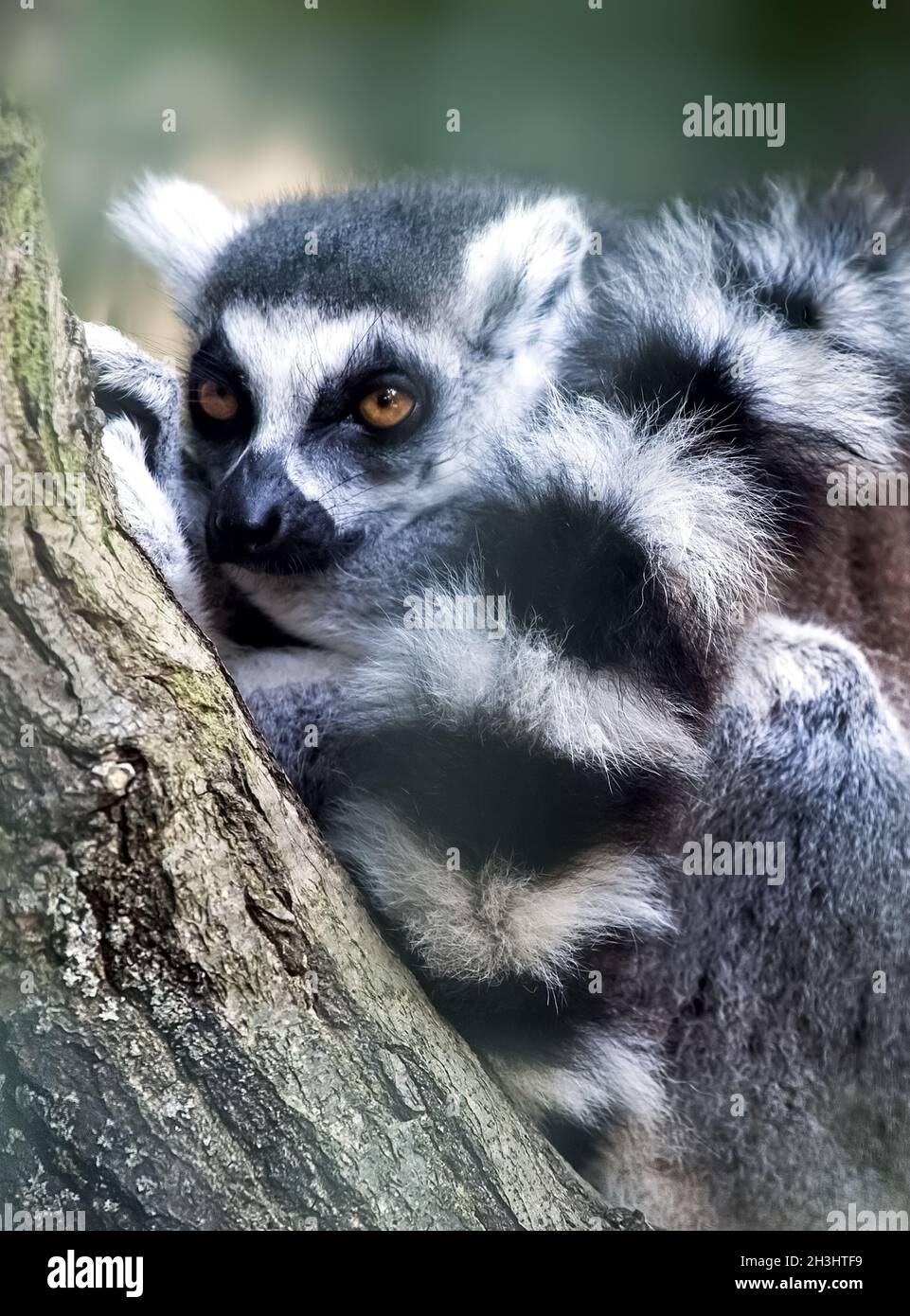 Ring-tailed lemur lemur catta Stock Photo