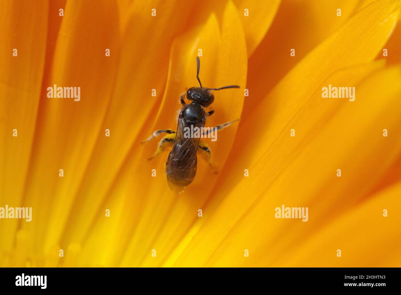Wild bee; Loecher bee; Solitaer bee; Wild bees; Apoidea; Stock Photo