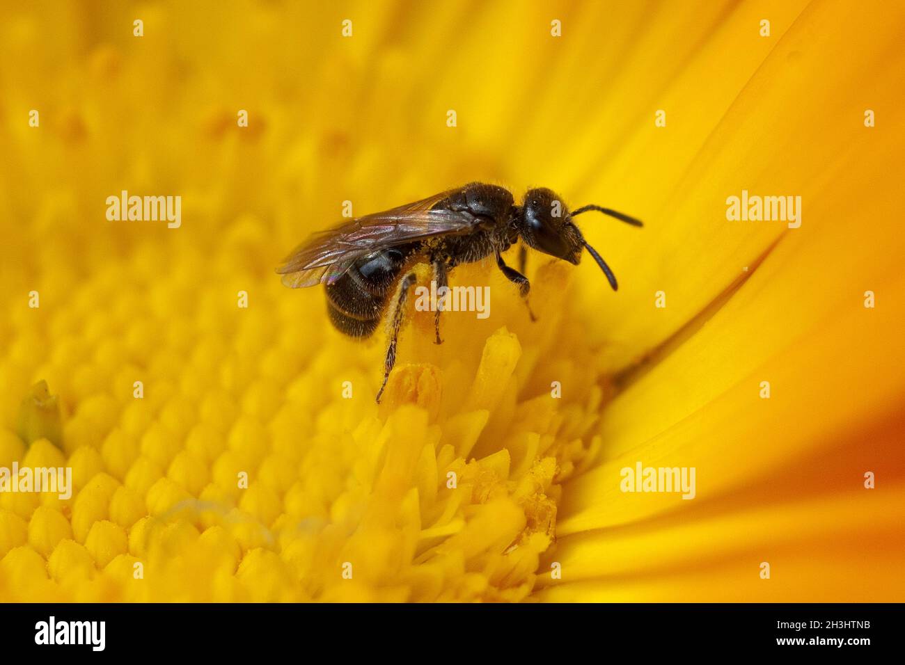 Wild bee; Loecher bee; Solitaer bee; Wild bees; Apoidea; Stock Photo