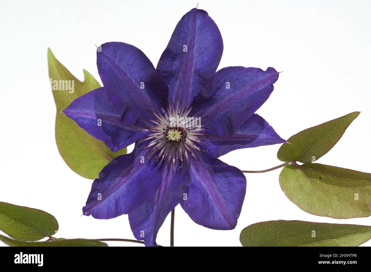 Clematis; The, President; Stock Photo